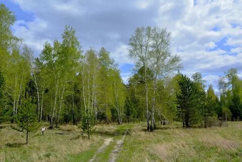 Молоденькие осинки выстроились на опушке леса
