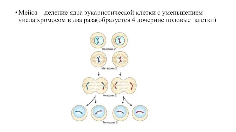 Деление эукариотических клеток мейоз. Мейоз деление половых клеток. Деление клеток эукариот ведущее мейоз и. Схема мейоза клетки с 6 хромосомами.