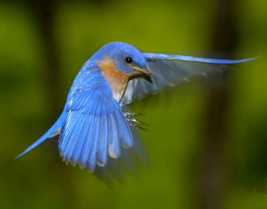 Синяя птица д. Синяя птица. Голубая птичка. Птица с голубым оперением. Синяя птица птица.