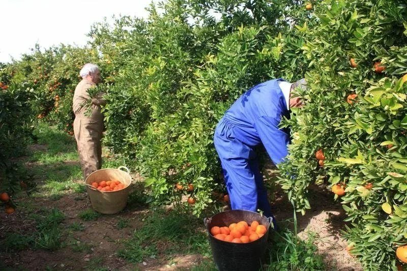 Сезонные работы человека. Сбор урожая. Сбор фруктов. Сезонные работы. Сбор урожая в Испании.