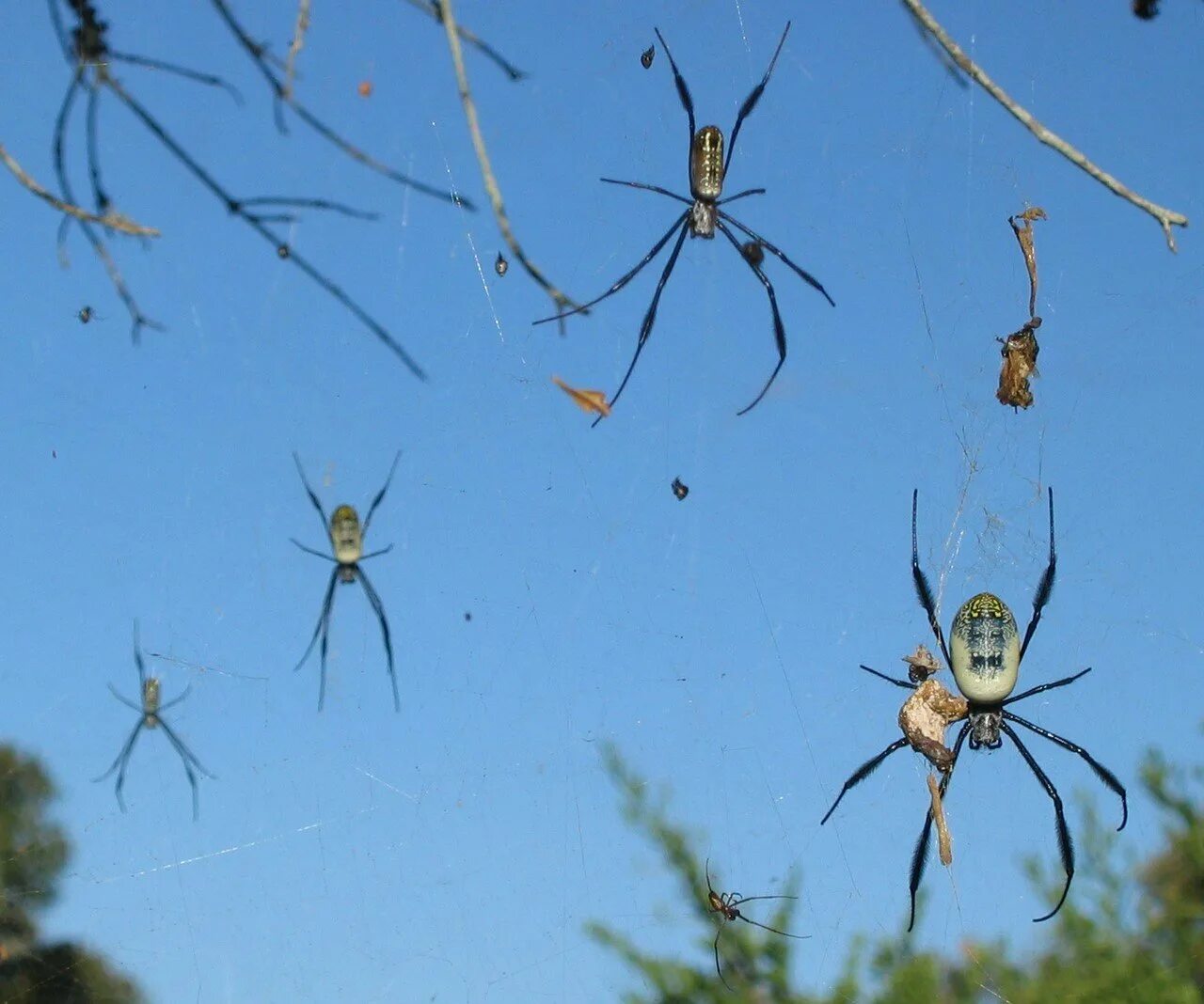 Австралия пауки. Nephila komaci. гигантский паук золотопряд. австралийский паук нефила паутина. пауки шелкопряды nephila.