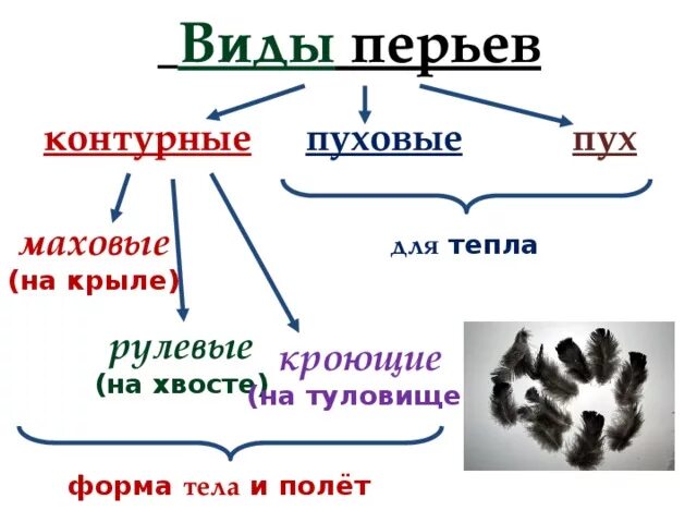 Виды перьев. Строение и виды перьев. Типы контурных перьев. Рулевые маховые пуховые контурные перья. Сходства и различия контурного и пухового