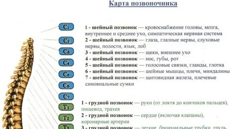 Позвонок с5 с6 где