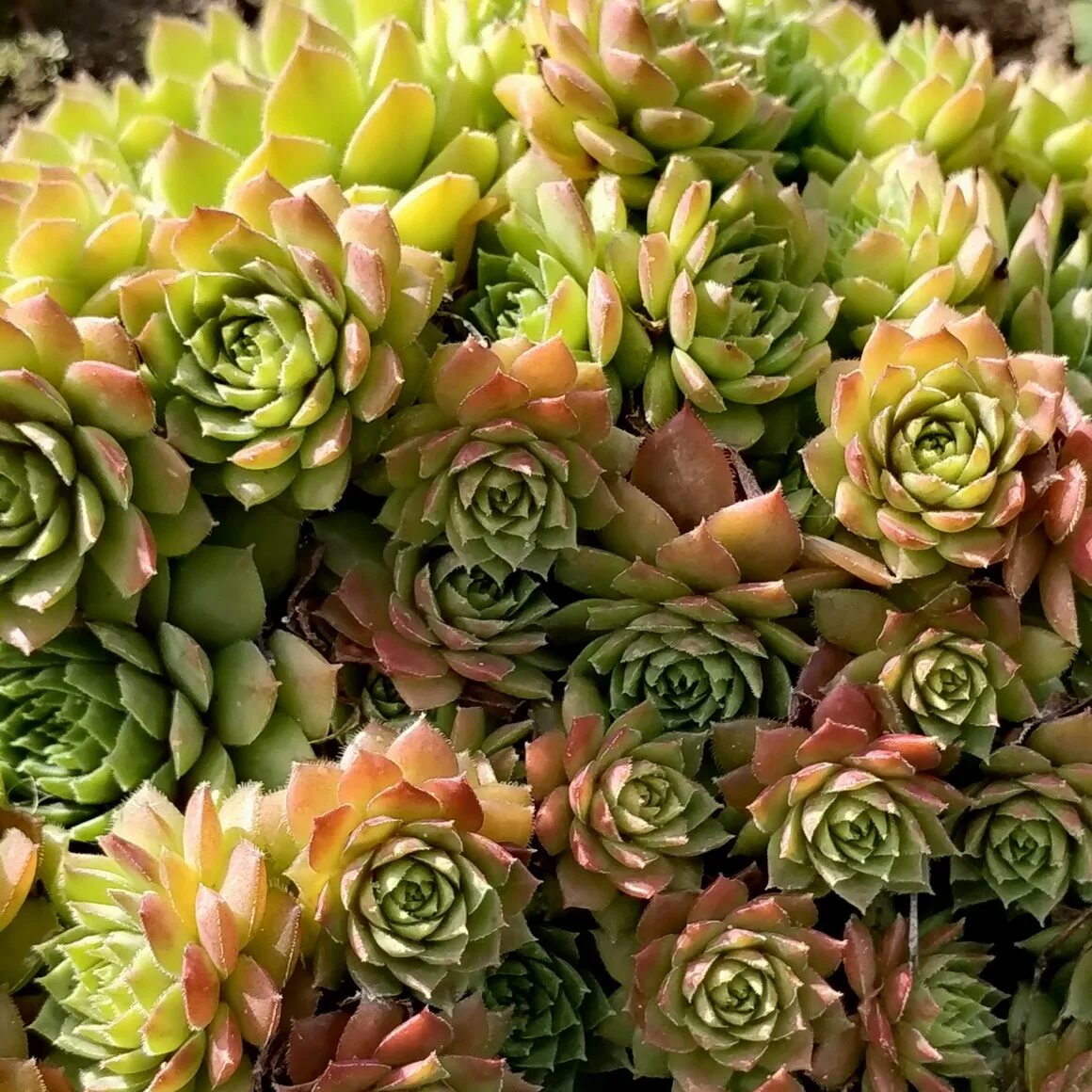 Музыка молодило. Суккуленты молодило семпервивум. суккулент молодило. молодило tropical fruit. молодило зимостойкая.
