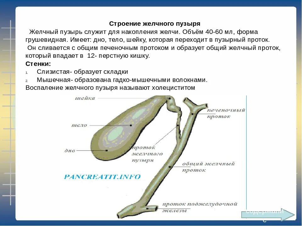 Роль желчного пузыря. Строение желчного пузыря анатомия. Желчный пузырь строение и функции. Внешнее строение желчного пузыря анатомия. Желчный пузырь топография строение функции.
