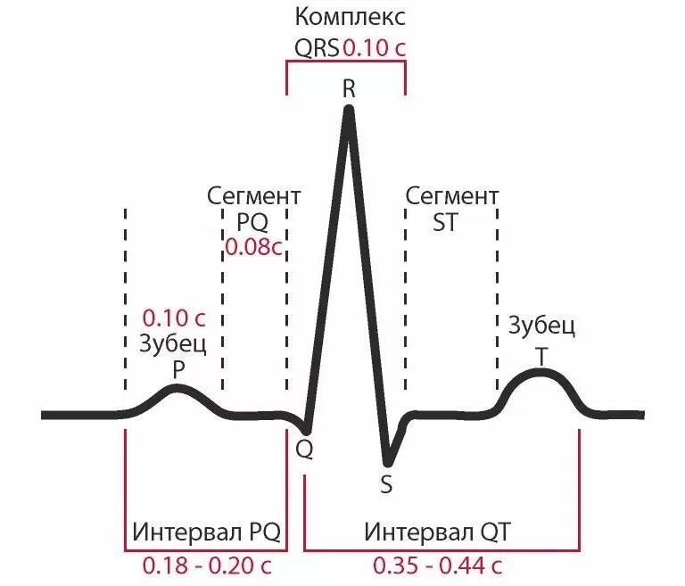 Экг сердца москва. QRS норма ЭКГ. Длительность интервалов на ЭКГ норма. Нормы зубцов и интервалов ЭКГ. Продолжительность зубцов и интервалов ЭКГ В норме.