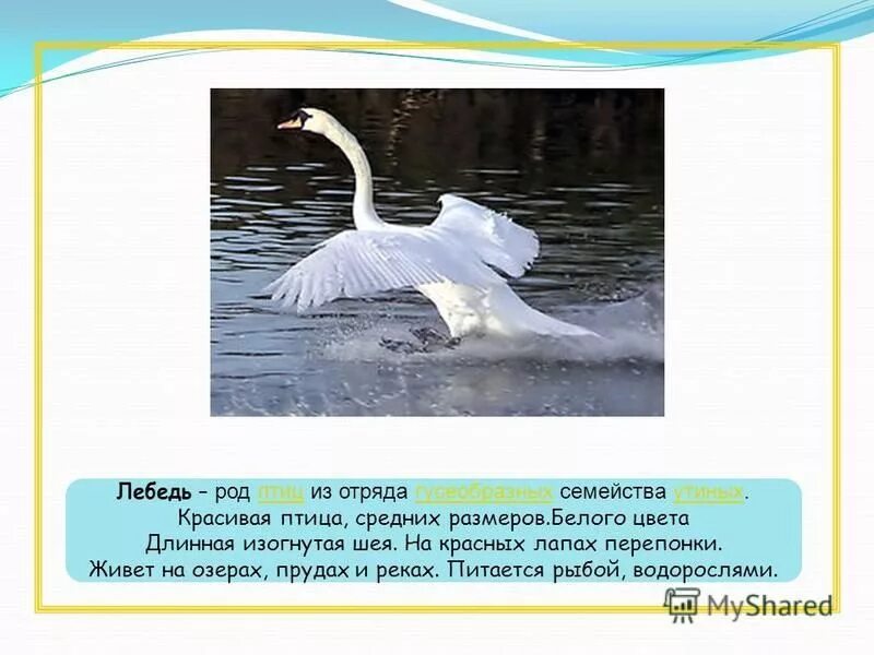 слова мужского рода. корень слова лебедь. род слова лебедь в русском языке. сова похожие на слово лебедь. лебедь род существительного.