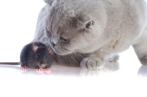 Вислоухий кот ловит мышей