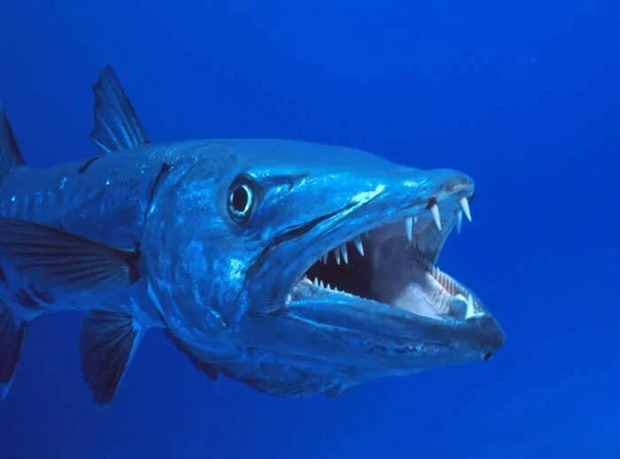 Fascinating Barracuda Facts Barracuda, Sea creatures, Animals