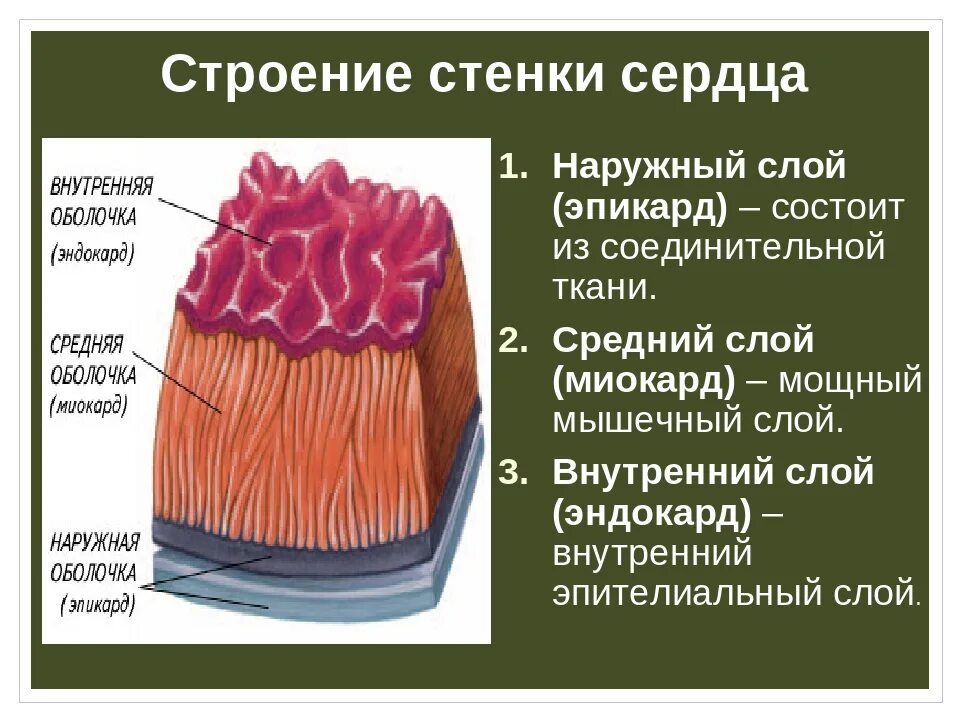 Наружный соединительнотканный слой стенки сердца. Стенки сердца эндокард миокард эпикард. Послойное строение сердца. -Наружный- соединительная ткань - эпикард.. Наружная оболочка латынь