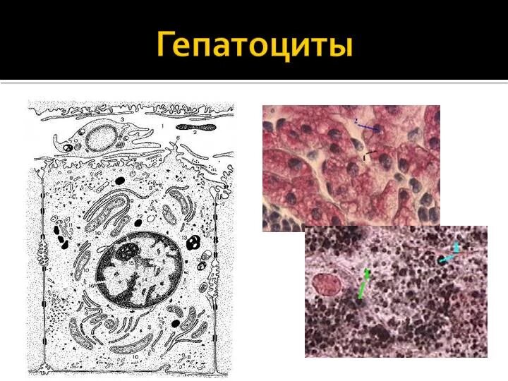 Клетки печени называются. Гепатоцит строение гистология печени. Функции гепатоцитов гистология. Печеночные клетки гепатоциты. Строение гепатоцита гистология.