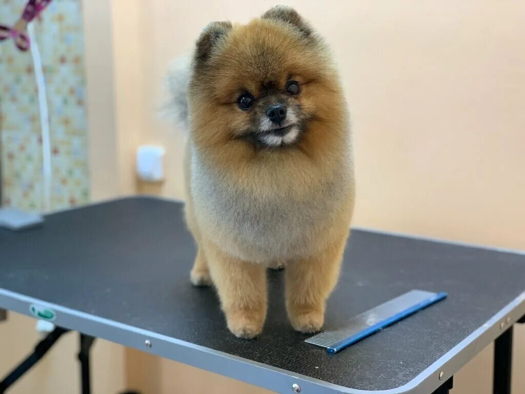 Пушистая братва антикафе с енотами. Зоосалон фокс лакки. Зоосалон милана. Грумминг для собак. Зоосалон апрелевка.