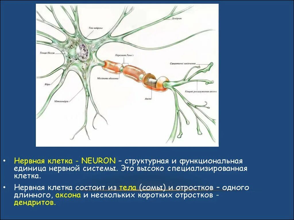 Распределите по группам характеристики отростков нервной клетки. Структурная единица нервной клетки. Деление нервных клеток. Длинный отросток нервной клетки. Нервова клітина.