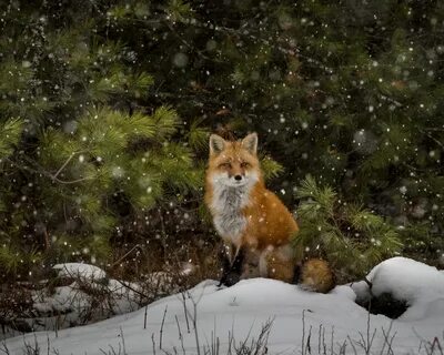 В лесу будь лисой
