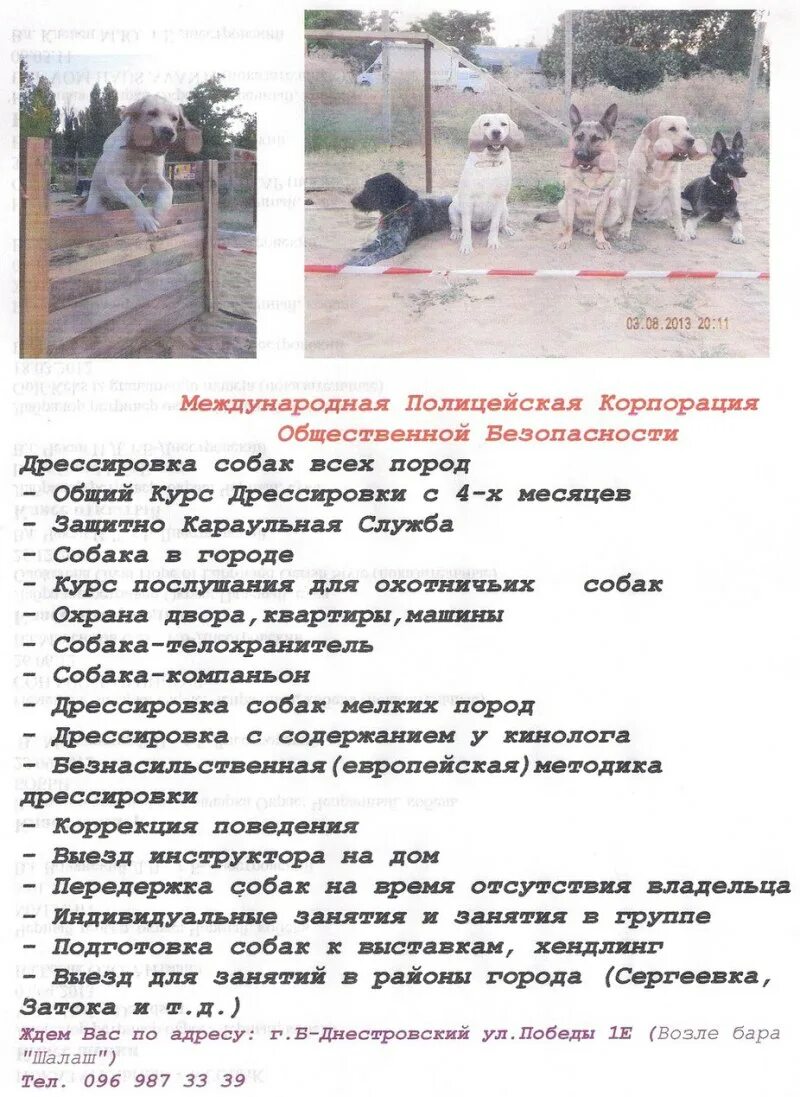Щенку 3 месяца как дрессировать