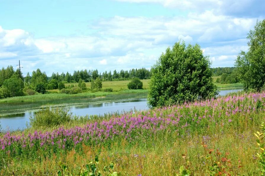 река красивая меча тульская область. река красивая меча липецкая область. речка в любиме. речка люби. презентация на тему моя любимая речка.