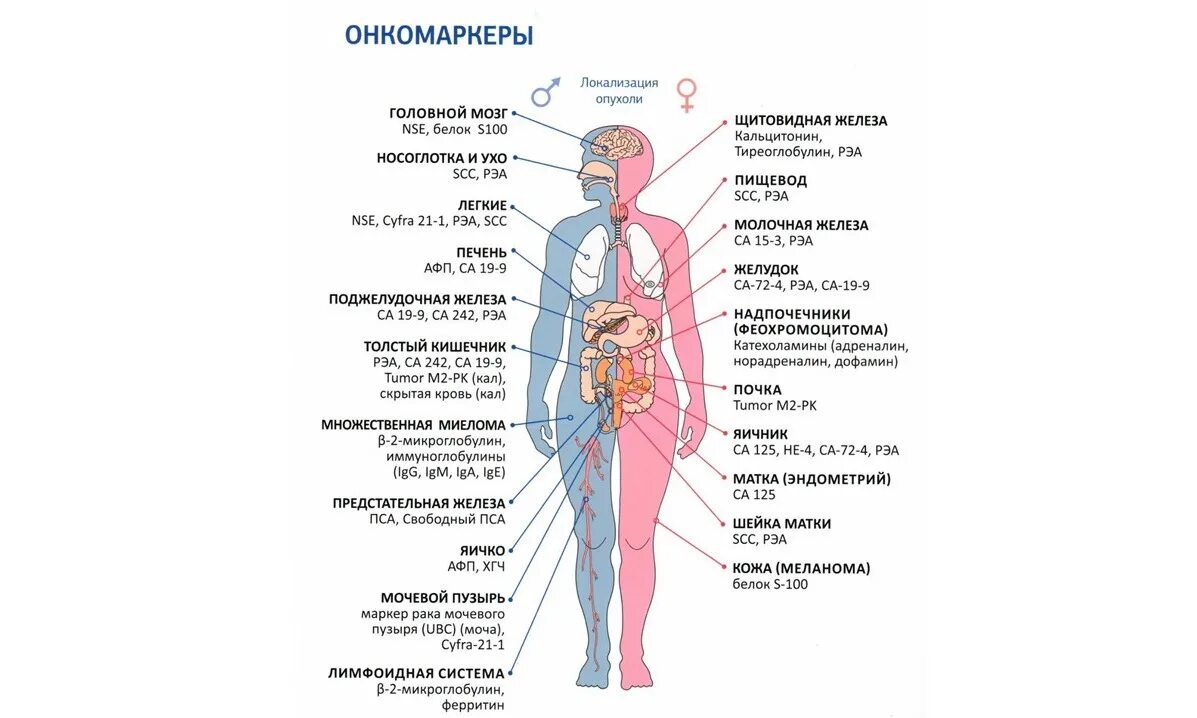 Са 19 9 норма у мужчин. Онкомаркеры по локализации опухоли. Маркеры онкологических заболеваний. Онкомаркеры легкие на онкологию. Онкомаркеры таблица по органам.