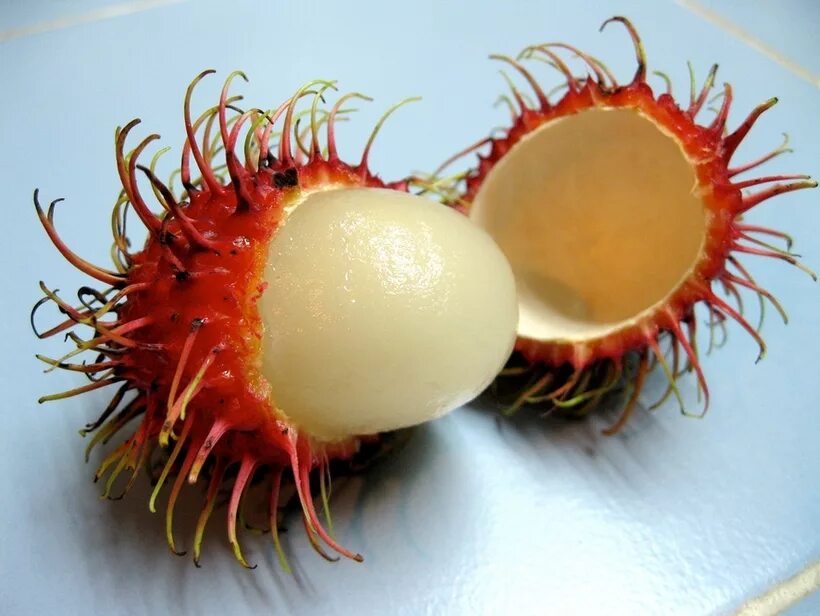 SANGKUANG, THE FRUIT THAT BRINGS ORANGUTANS TOGETHER