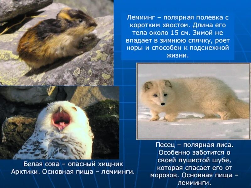 Лемминг фото и описание. Лемминги впадают в спячку. животное лемминг проект. полевка впадает в спячку. сообщение о лемминге.