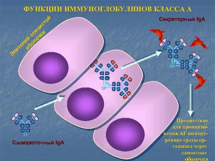 Секреторный иммуноглобулин а. Секреторный и сывороточный иммуноглобулин а. Iga сывороточный и секреторный. Секреторный компонент иммуноглобулина а.