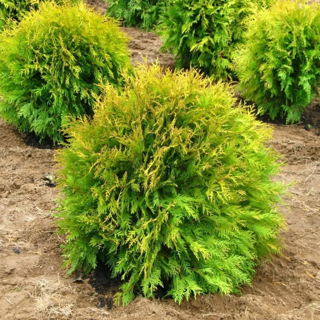 Туя Западная Голден Глоб. Туя Западная Thuja occidentalis “Golden Globe”. Туя Западная occidentalis Golden Globe. Туя Западная Голден Глоб (Thuja occidentalis Golden Globe).