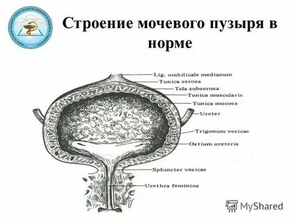 Что такое уретра у мужчин где