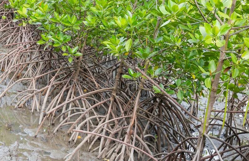 Мангровые леса хара. Листья кожистые мангровые. Мангровое дерево в горшке. Как вырастить мангровое дерево. Мангры.