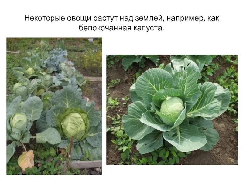 1/4 капусты. Презентации на тему капуста. А в полете пусто выросла капуста. Доклад о капусте. Самолет возьми меня в полет стих ты.