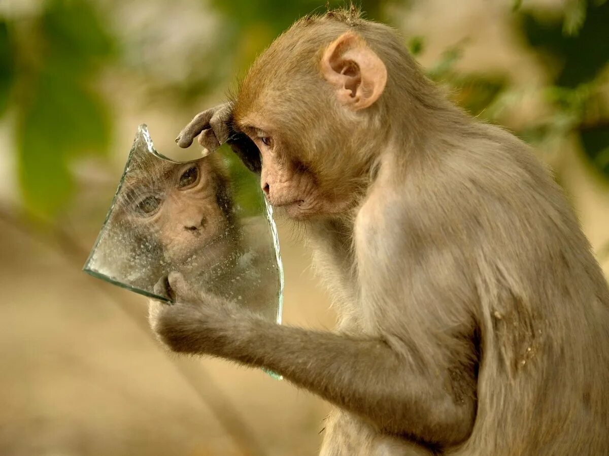 Смешные обезьяны. Зеркало обезьянка. Мартышка и зеркало. Макака в зеркале.