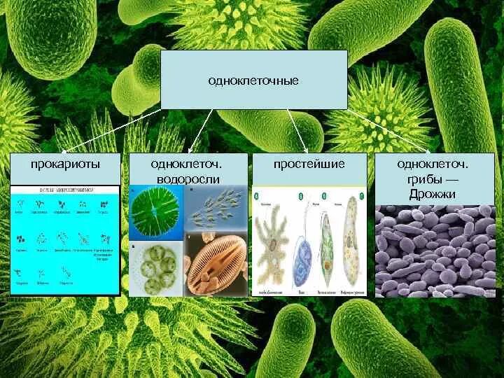 Одноклеточные прокариоты. Одноклеточные прокариотические организмы. Простейшие доядерные одноклеточные организмы. Первые одноклеточные прокариоты.