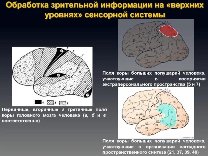 Первичные поля мозга. Поля коры больших полушарий. Первичные и вторичные поля коры. Первичные вторичные и третичные поля коры. Первичные поля коры больших полушарий.