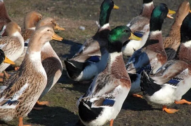 Башкирская порода уток отзывы. Башкирская порода уток. Порода уток башкирская цветная. Утки башкирской породы. Утка башкирская белогрудая.