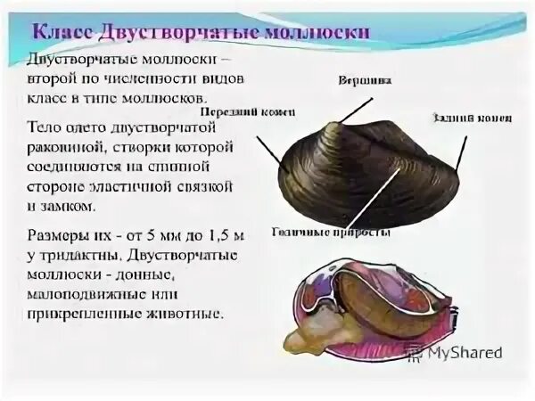 Исследование внешнего строения раковин пресноводных и морских