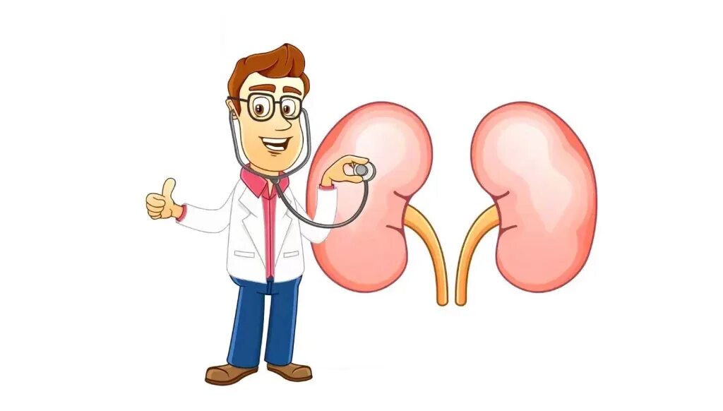 Нефролог ребенку. Почка мультяшный.