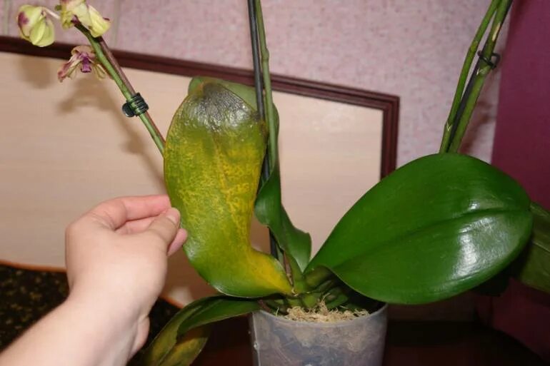 Лечение листьев орхидей