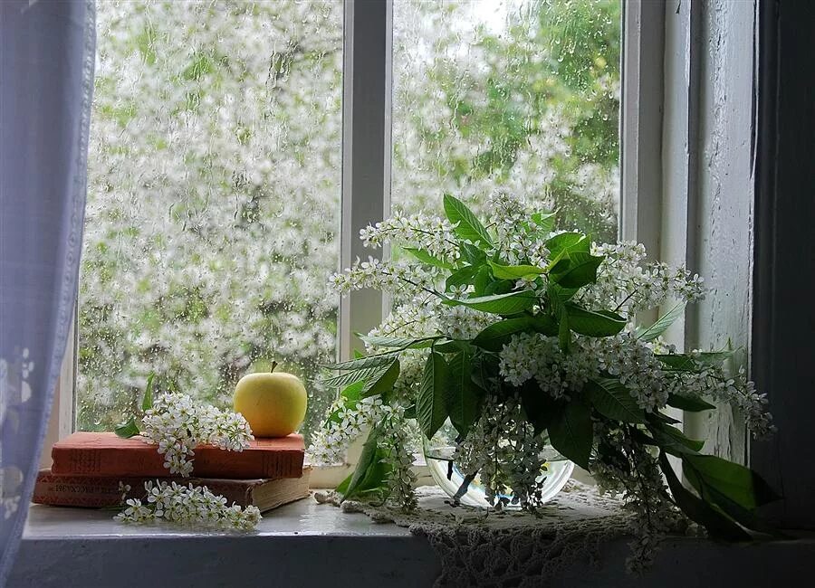 Цветы на окне. Весенние цветы на окне. Весеннее окно. Новый день в мое окно