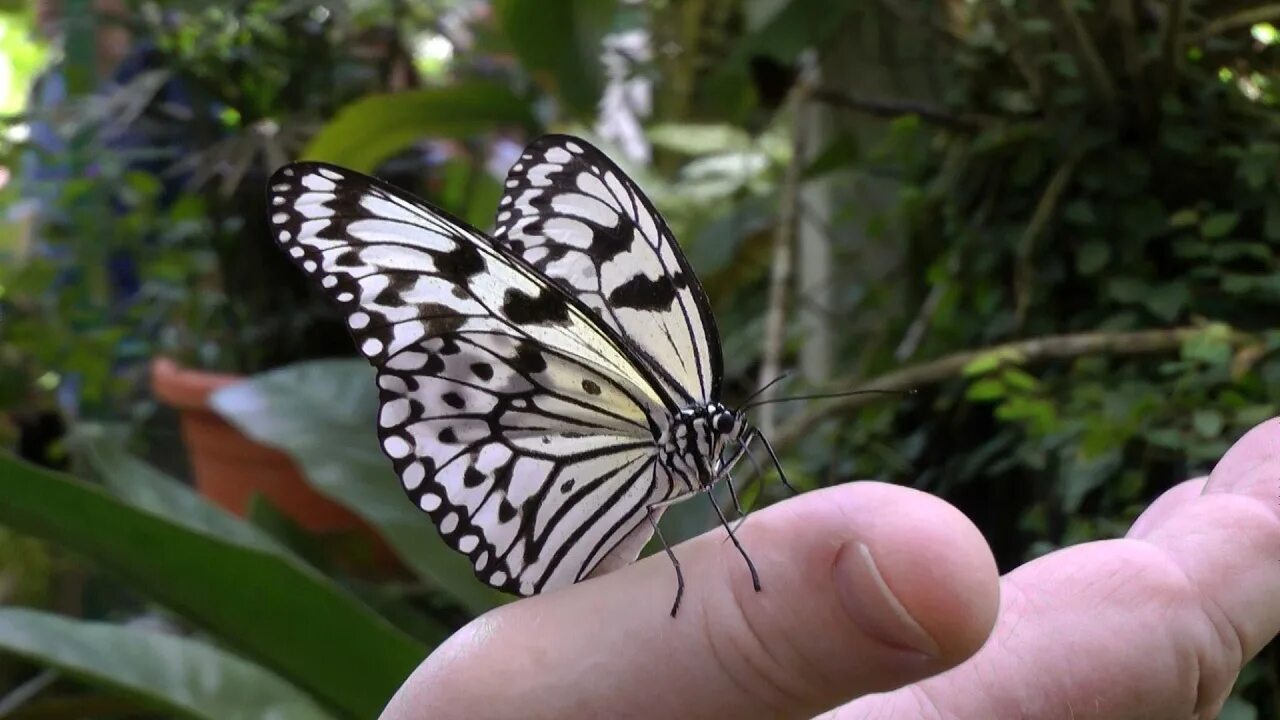 Butterfly is one of the most beautiful creations. There are about 17,500 species