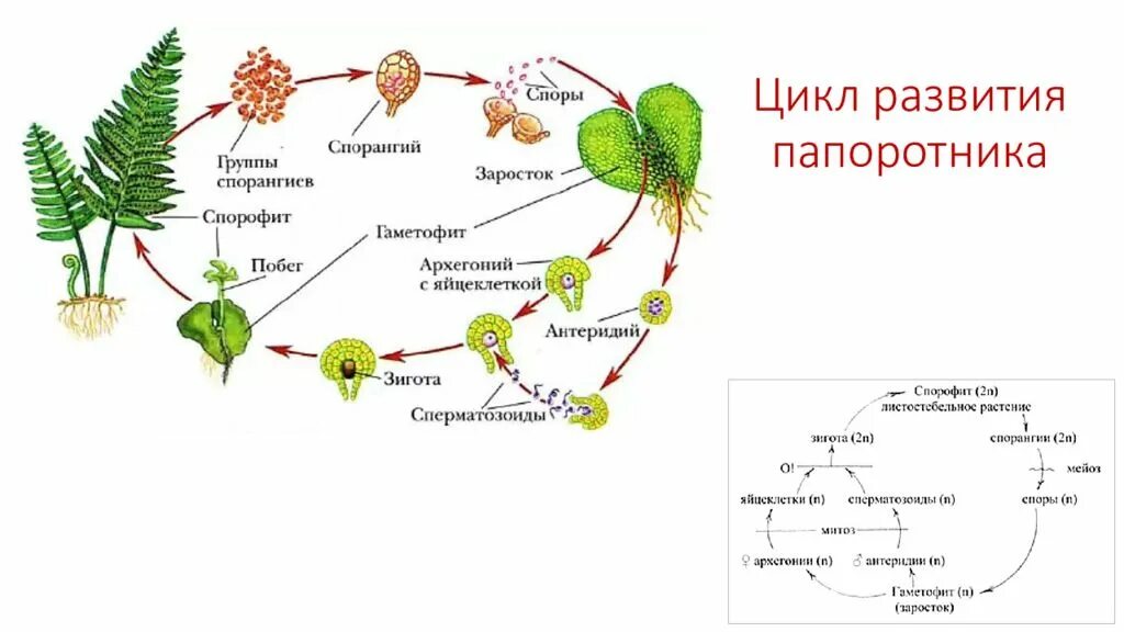 Гаметофит высших споровых растений. Жизненный цикл папоротника схема 6 класс. жизненный цикл папоротника щитовника мужского. цикл развития папоротника щитовника мужского. циклы развития растений папоротники.