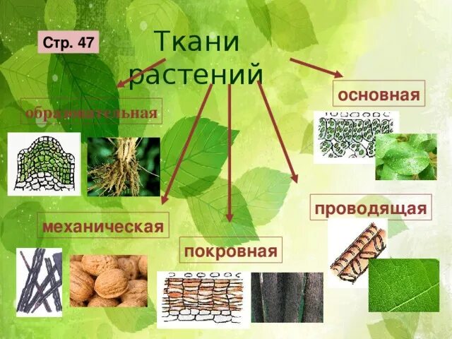 Ткани растений схема 5 класс биология. Биология 5 класс ткани животных и ткани растений. Покровная ткань пробка Проводящая ткань. Основная ткань растений рисунок 5 класс биология. Какие растительные ткани существуют