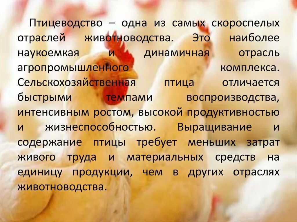 Задача птицефабрика