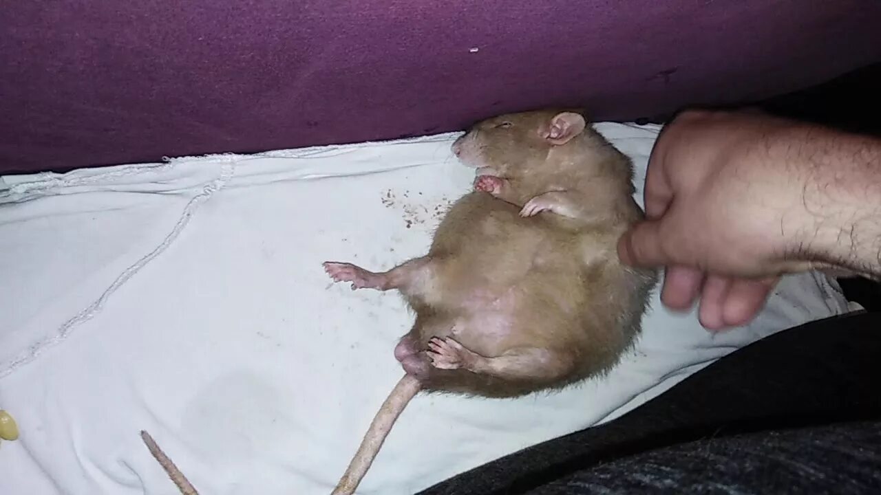 Уставшая мышь. Крысы на спине. Мышь с человеческим ухом на спине. Мышь дрыхнет. Мышь с человеческим ухом на спине.