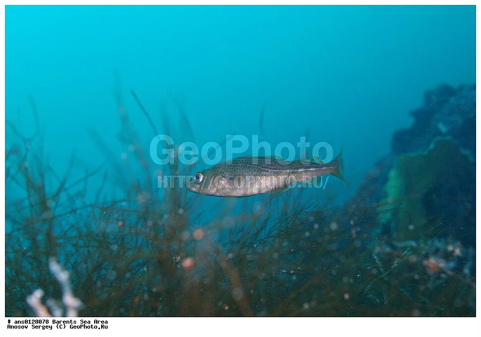 Рыбы баренцева моря фото и названия Какая рыба в черном море