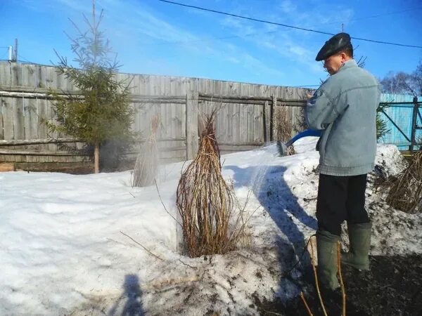 Когда можно облить смородину кипятком. Обработка кипятком кустарников весной. Обработка смородины весной кипятком. Полив смородины кипятком. Поливка смородины кипятком весной.