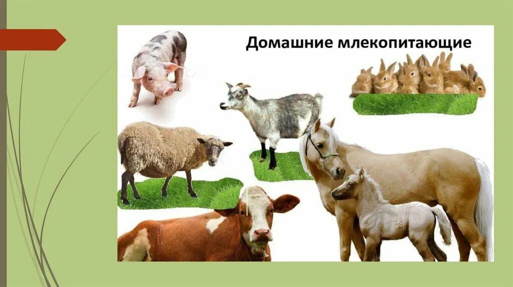 Каких млекопитающих разводят люди. Почему человек млекопитающее. Экологические группы млекопитающих характеристика представители. Биология 7 класс отряды млекопитающих парнокопытные непарнокопытные. Каких млекопитающих разводят люди.