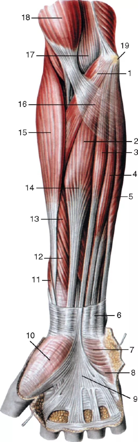 Сухожилия сгибателей предплечья. Сгибательные мышцы предплечья. Пронатор мышца. Круглый пронатор длинная ладонная мышца. Топографическая анатомия сухожилий
