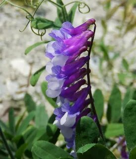 Plant wiki