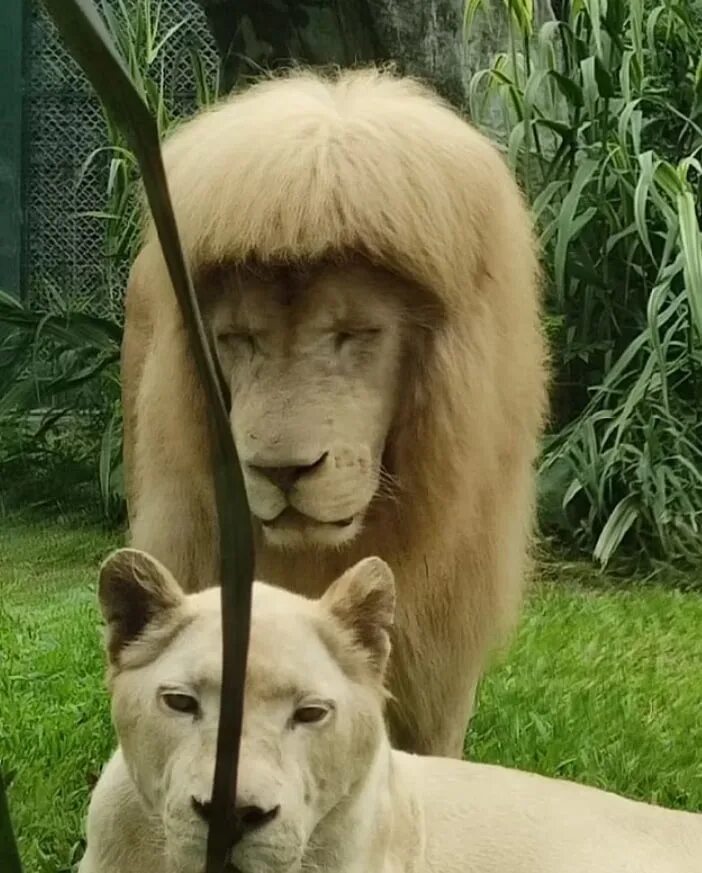 Подстриженный лев. Лев с лоховской челкой. Лев Ханг Ханг. Зоопарк гвонджоу Лев с прямой гривой. Лев с прической.