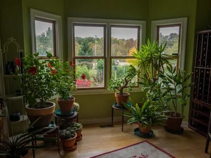 Plants 2015