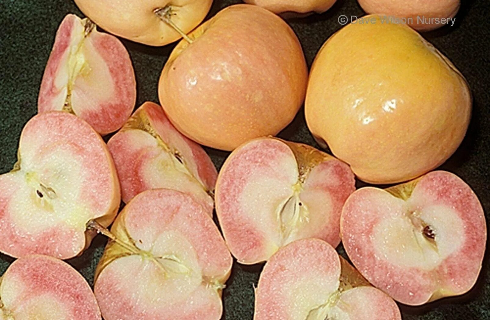 Пинк перл яблоня описание сорта. Pink pearl (apple). яблоня пинк роуз. сорт яблок пинк перл. пинк перл яблоня фото.