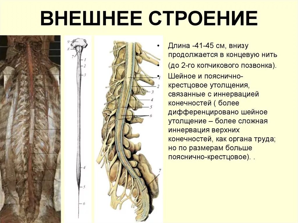 Шейное и поясничное утолщение. Шейное утолщение и пояснично-крестцовое. Поясничное утолщение сегменты. Шейно 4 и поясничное утолщение.